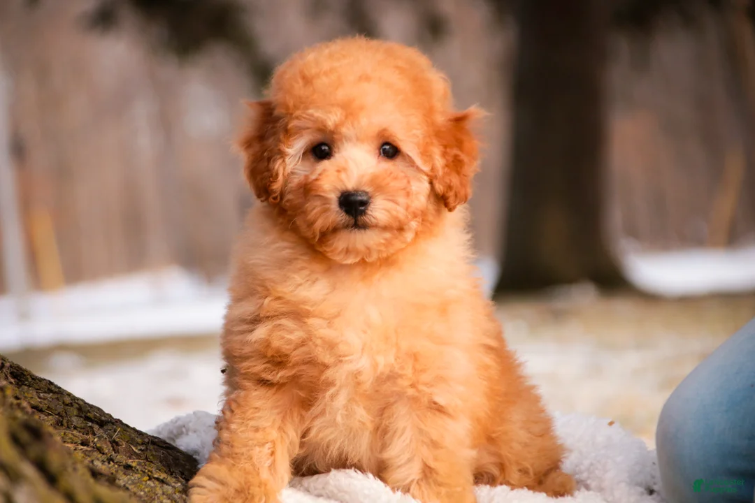 Miniature Poodle dogs for sale: Fredrick - Ad 5