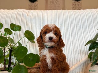 Cavapoo dogs Bear - Ad 34