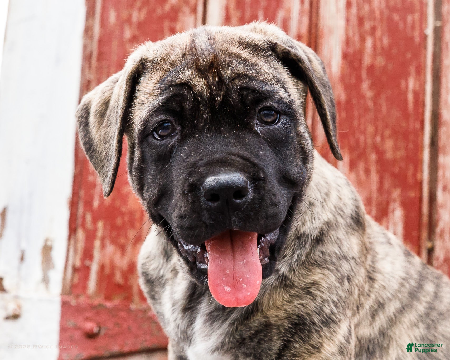 English Mastiff dogs Peggy - Ad 2