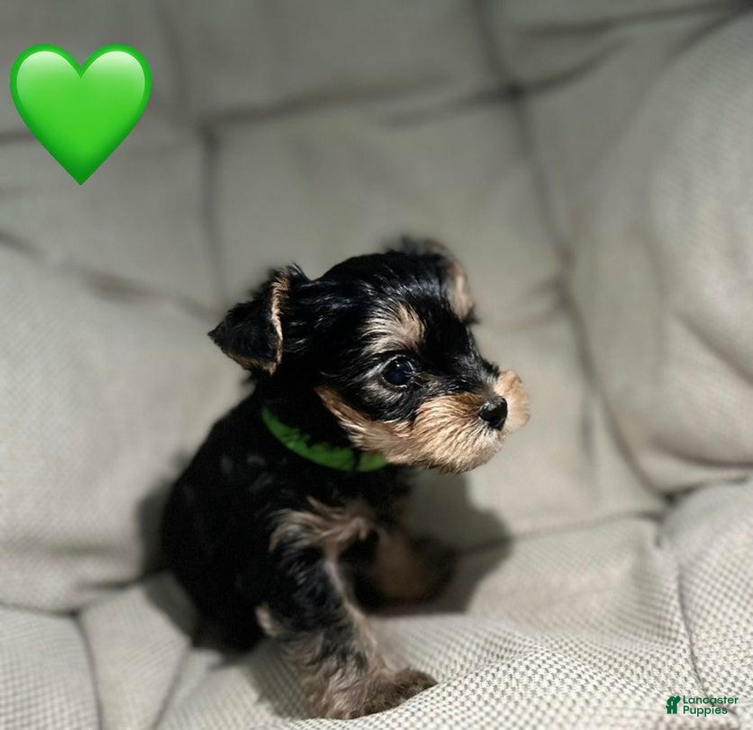 Yorkshire Terrier dogs for sale: Jamie - Ad 11