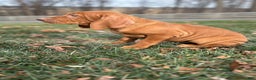 Vizsla dogs for sale: Valor - Ad 2