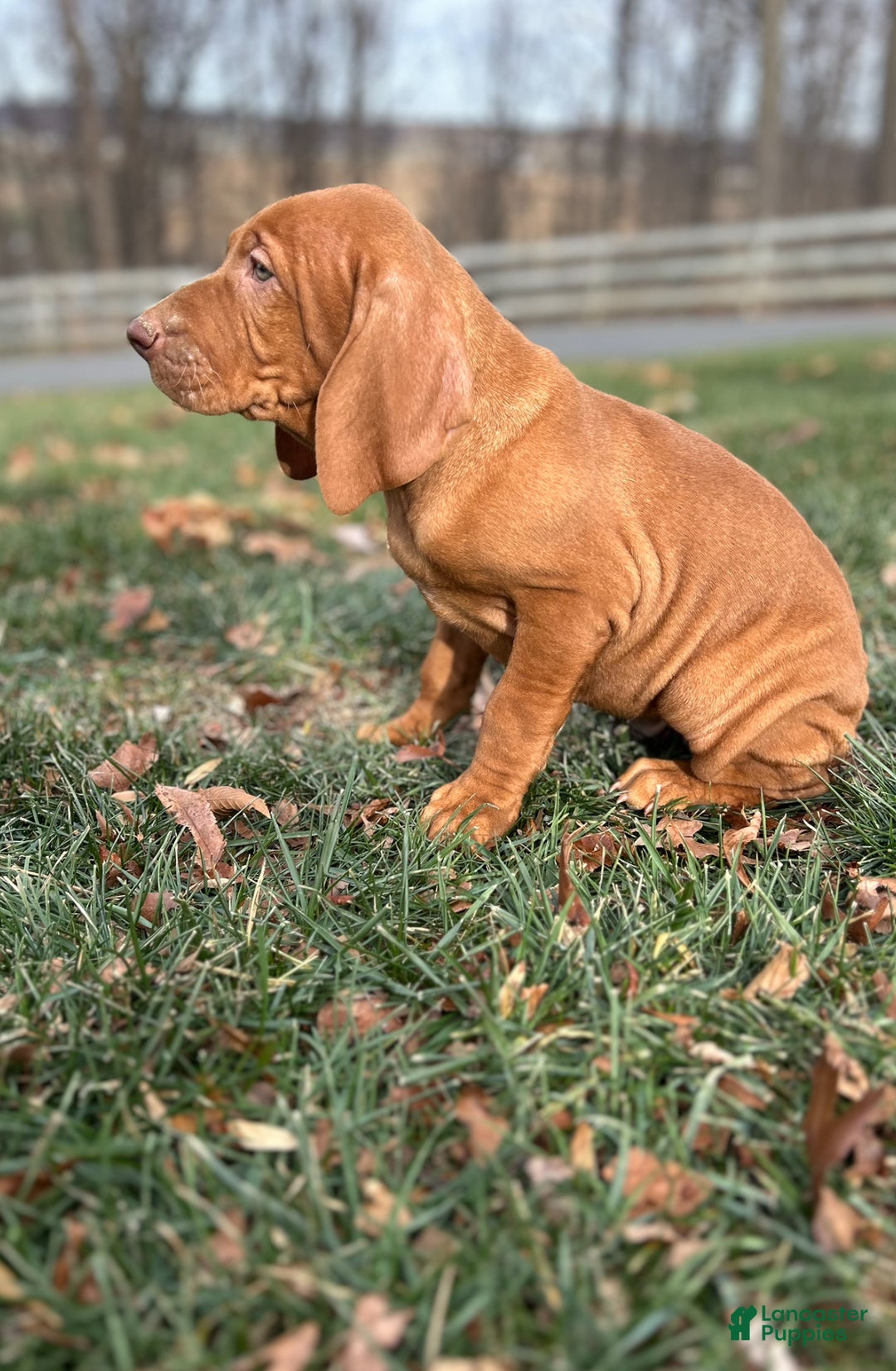 Vizsla dogs for sale: Valor - Ad 2