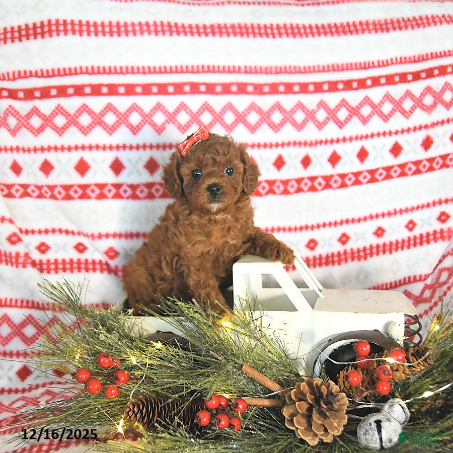 Toy Poodle dogs Milo HOUSE RAISED - Ad 18