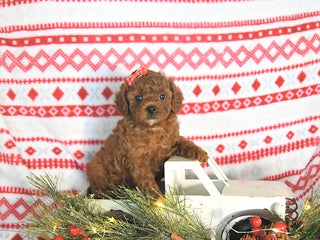Toy Poodle dogs Milo HOUSE RAISED - Ad 5