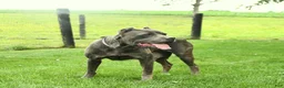 Cane Corso dogs for sale: Max - Ad 6
