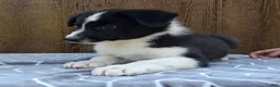 Australian Shepherd dogs for sale: Australian Shepherd 1 - Ad 3