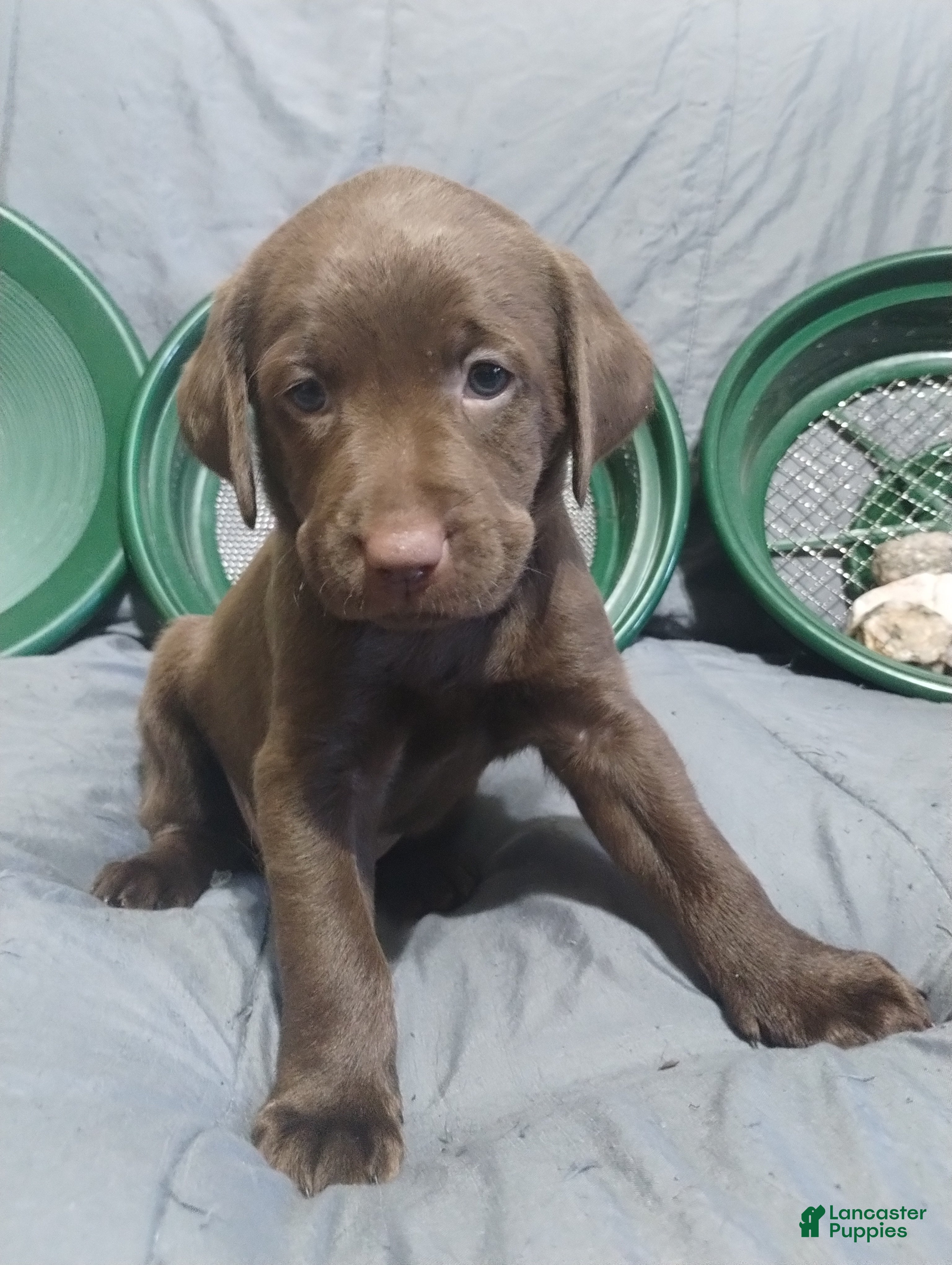 Labrador Retriever dogs Rey - Ad 14