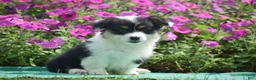 Welsh Corgi Pembroke dogs for sale: Jolene - Ad 12