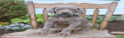 Weimaraner dogs for sale: Sierra - Ad 3