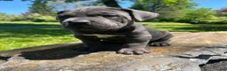 Cane Corso dogs for sale: Enzo  - Ad 3
