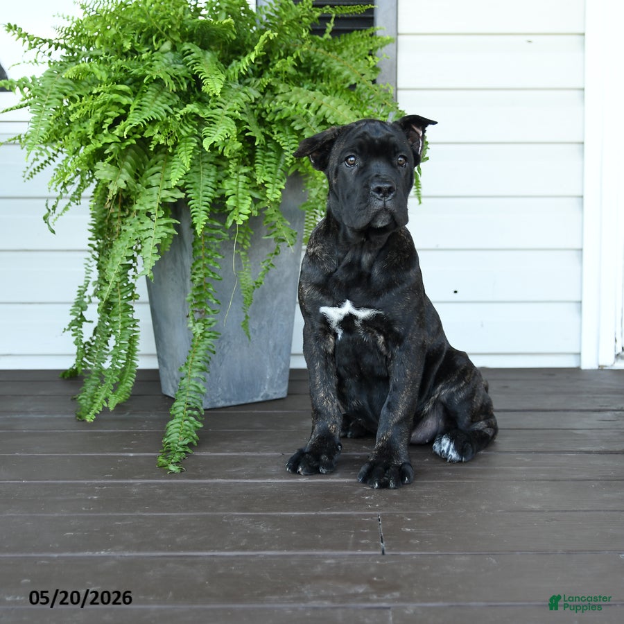 Cane Corso dogs Beauty - Ad 1
