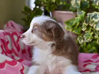Australian Shepherd dogs Jolly - Ad 20