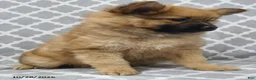 Pomeranian dogs for sale: Mocha - Ad 3