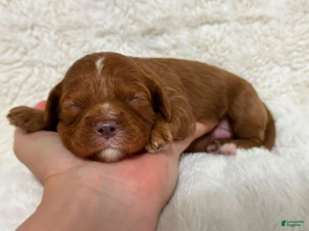 Cavapoo dogs for sale: Bria - Ad 2