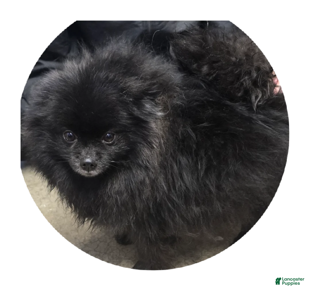 Pomeranian dogs for sale: Tiara - Ad 2