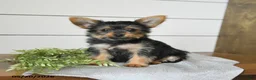 Yorkshire Terrier dogs for sale: Felix - Ad 5