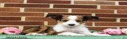 Shetland Sheepdog dogs for sale: Winnie - Ad 2