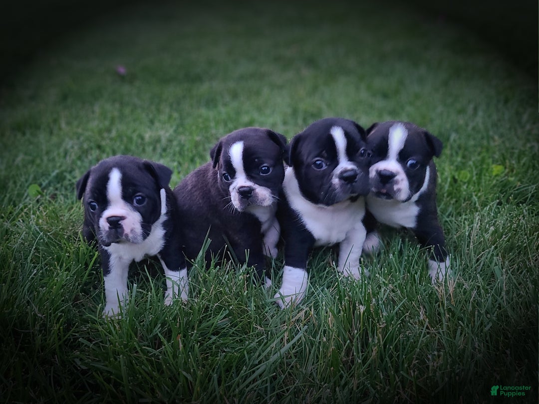 Boston Terrier dogs for sale: Chocolate - Ad 8
