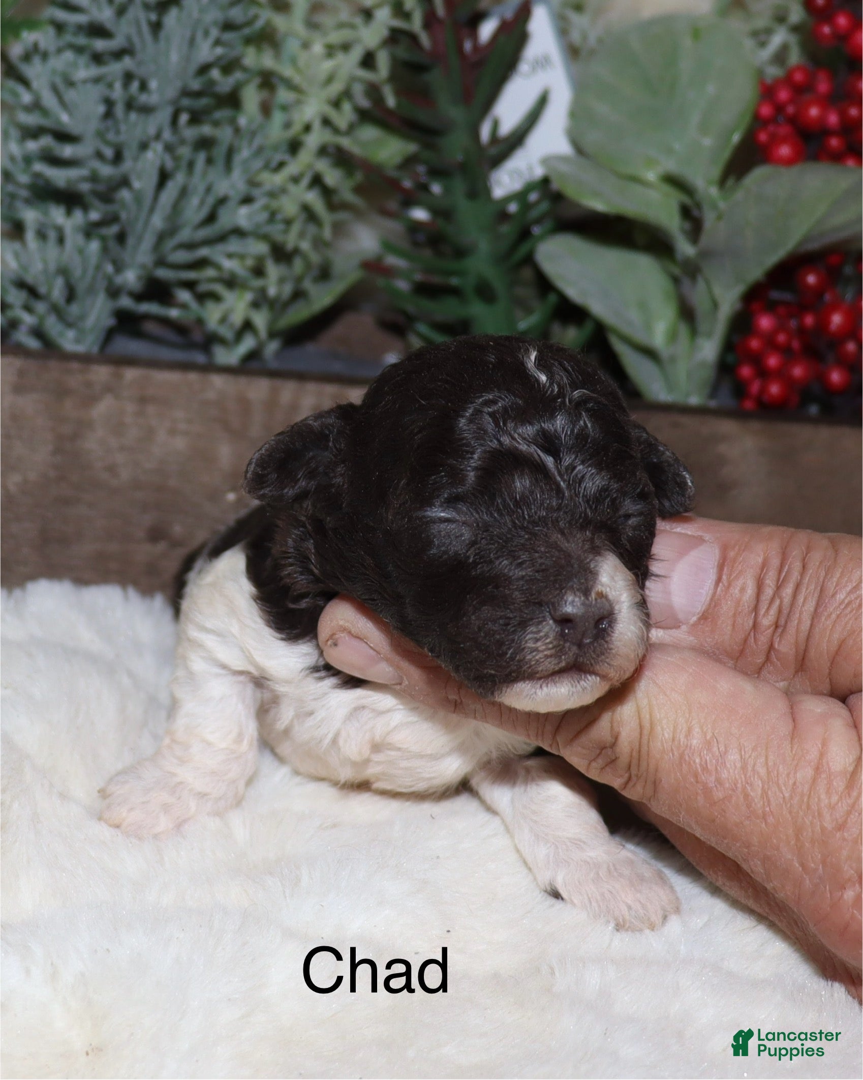Toy Poodle dogs Chad - Ad 2