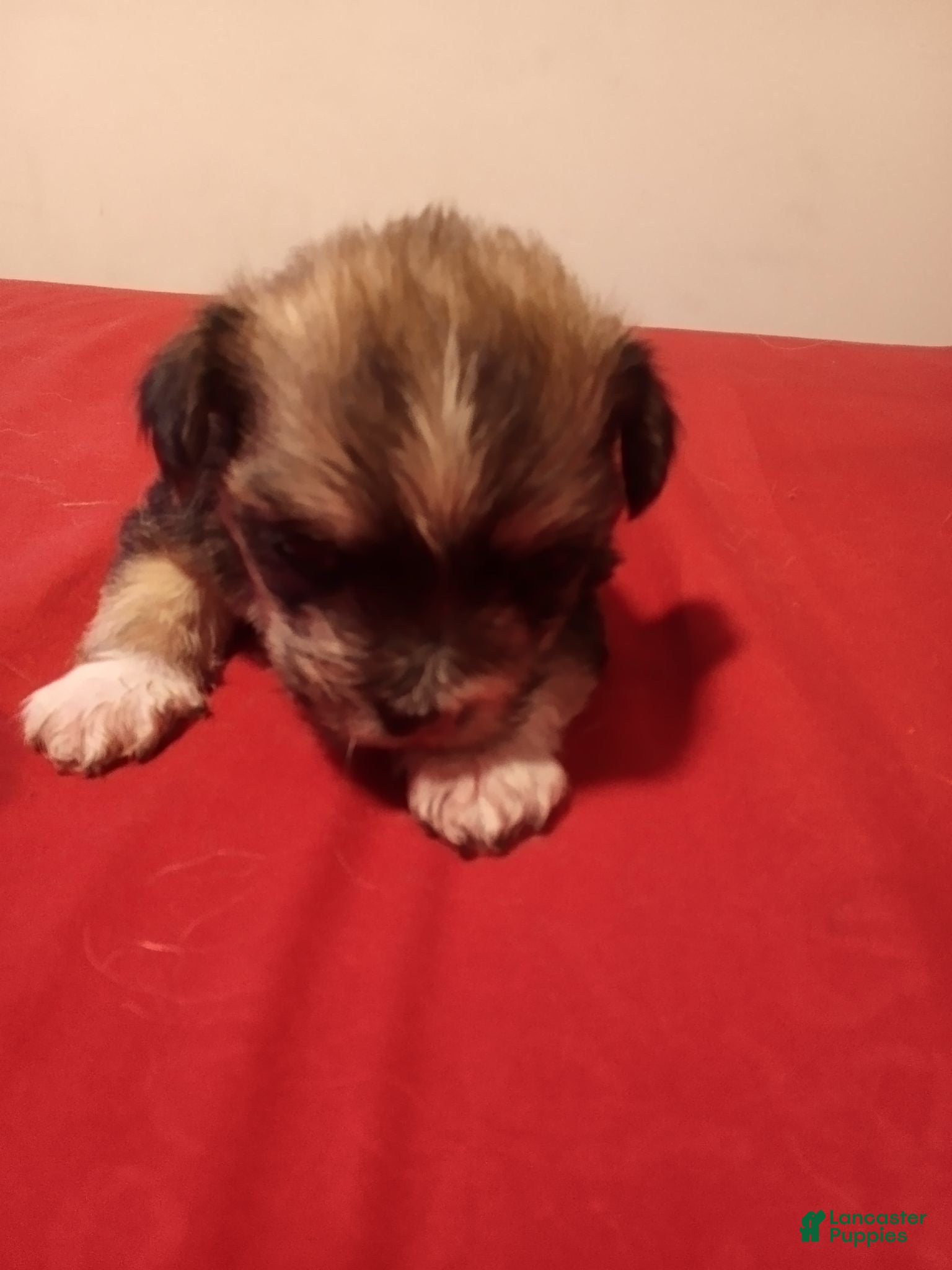Mixed Breed dogs Mixed Breed 4 - Ad 31