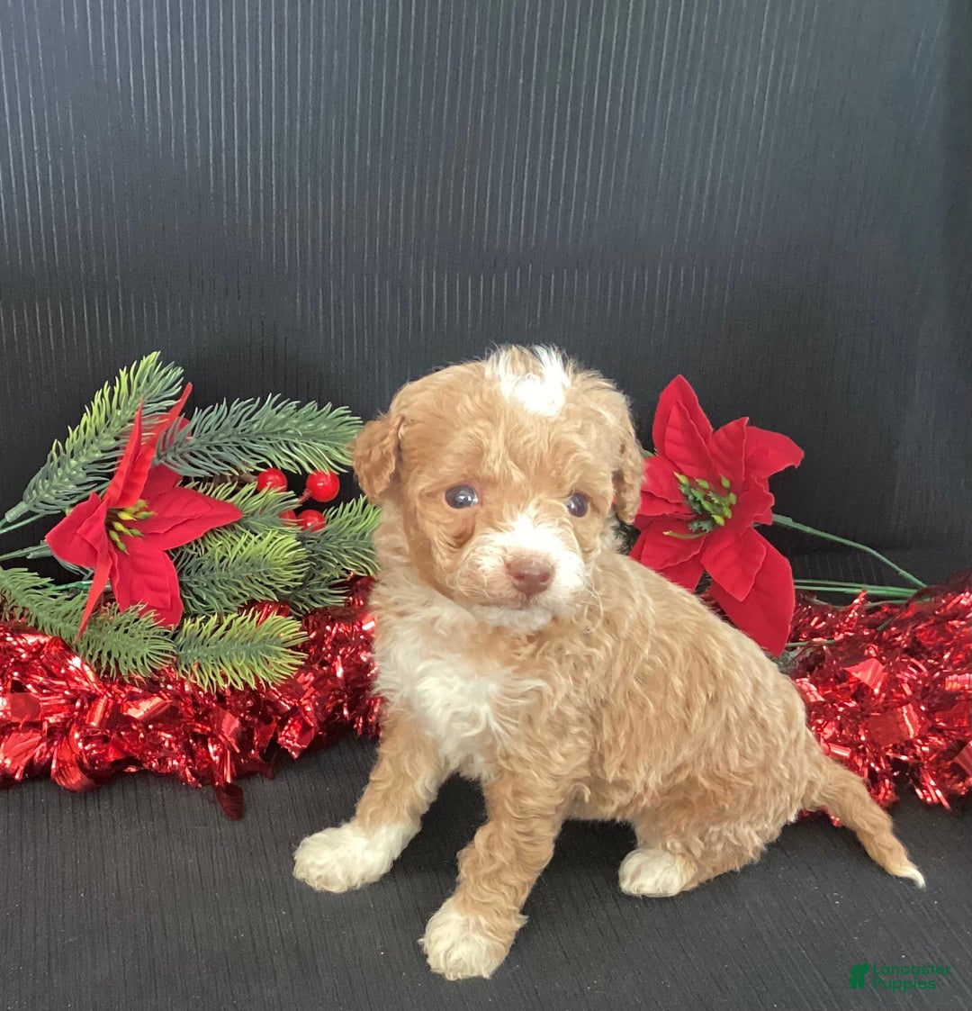 Mini Goldendoodle dogs for sale: Willo - Ad 2