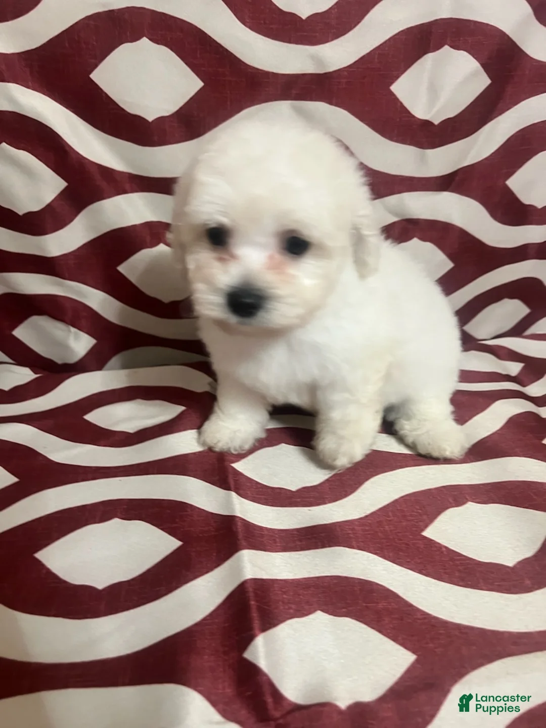 Miniature Poodle dogs for sale: Flynn - Ad 1