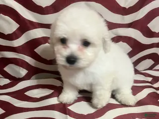 Miniature Poodle dogs Flynn - Ad 5