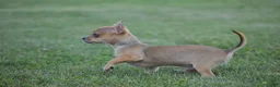 Chihuahua dogs for sale: Andre - Ad 5