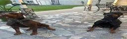 Doberman Pinscher dogs for sale: Doberman Pinscher 1 - Ad 6