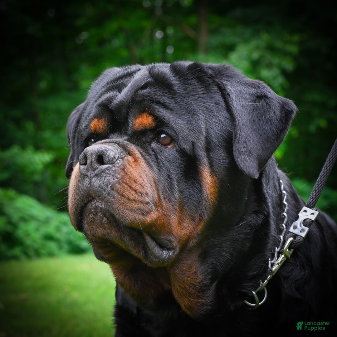 Rottweiler dogs for sale: Beretta - Ad 19