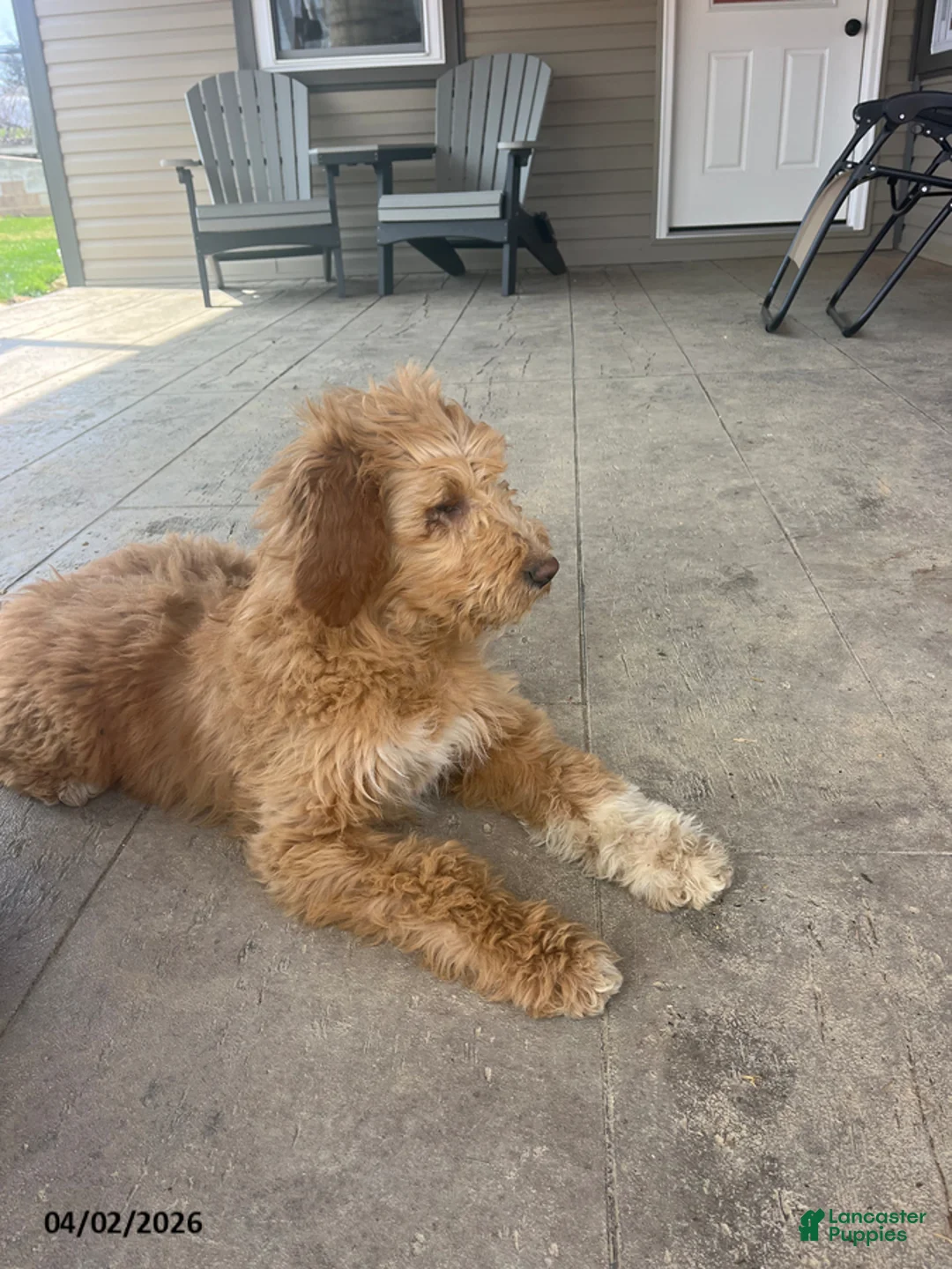 Goldendoodle dogs for sale: Sam - Ad 2