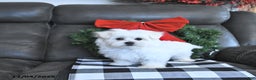 Maltese dogs for sale: Elf - Ad 4
