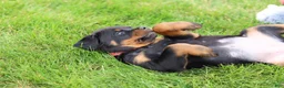 Rottweiler dogs for sale: Bailey  - Ad 10