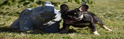 French Bulldog dogs for sale: Blue - Ad 2