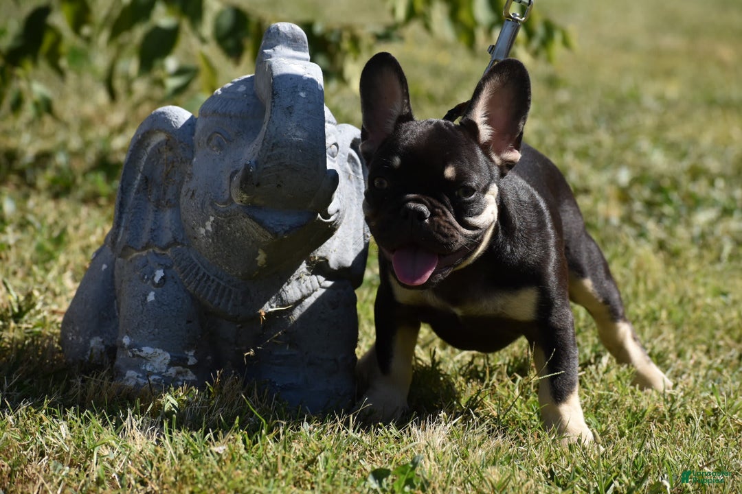 French Bulldog dogs for sale: Blue - Ad 2