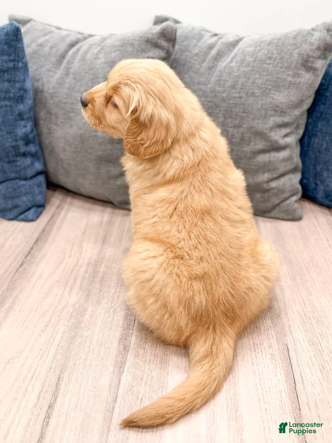 Golden Retriever dogs for sale: George - Ad 6