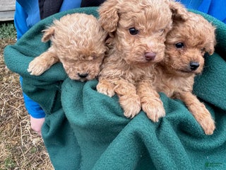 Toy Poodle dogs Cory - Ad 33