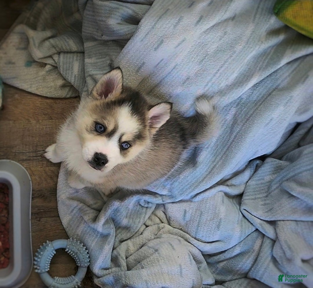 Pomsky dogs for sale: Pomsky Puppy 2 - Ad 2