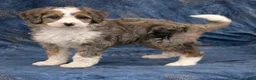 Mini Bernedoodle dogs for sale: Jennifer - Ad 4