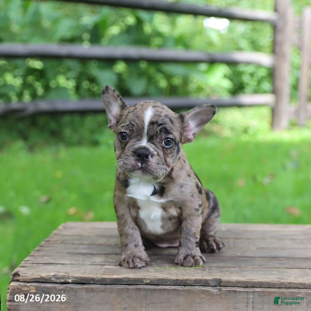 Frenchton dogs for sale: Katie - Ad 5