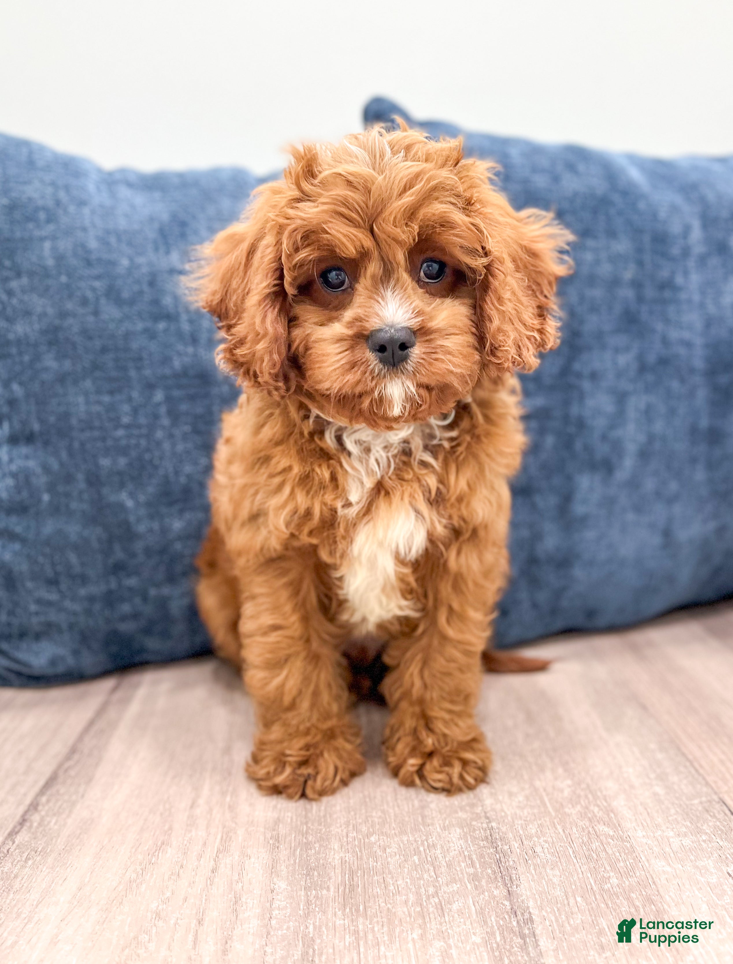 Cavapoo dogs Arlo - Ad 1