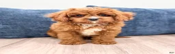 Cavapoo dogs for sale: Arlo - Ad 1