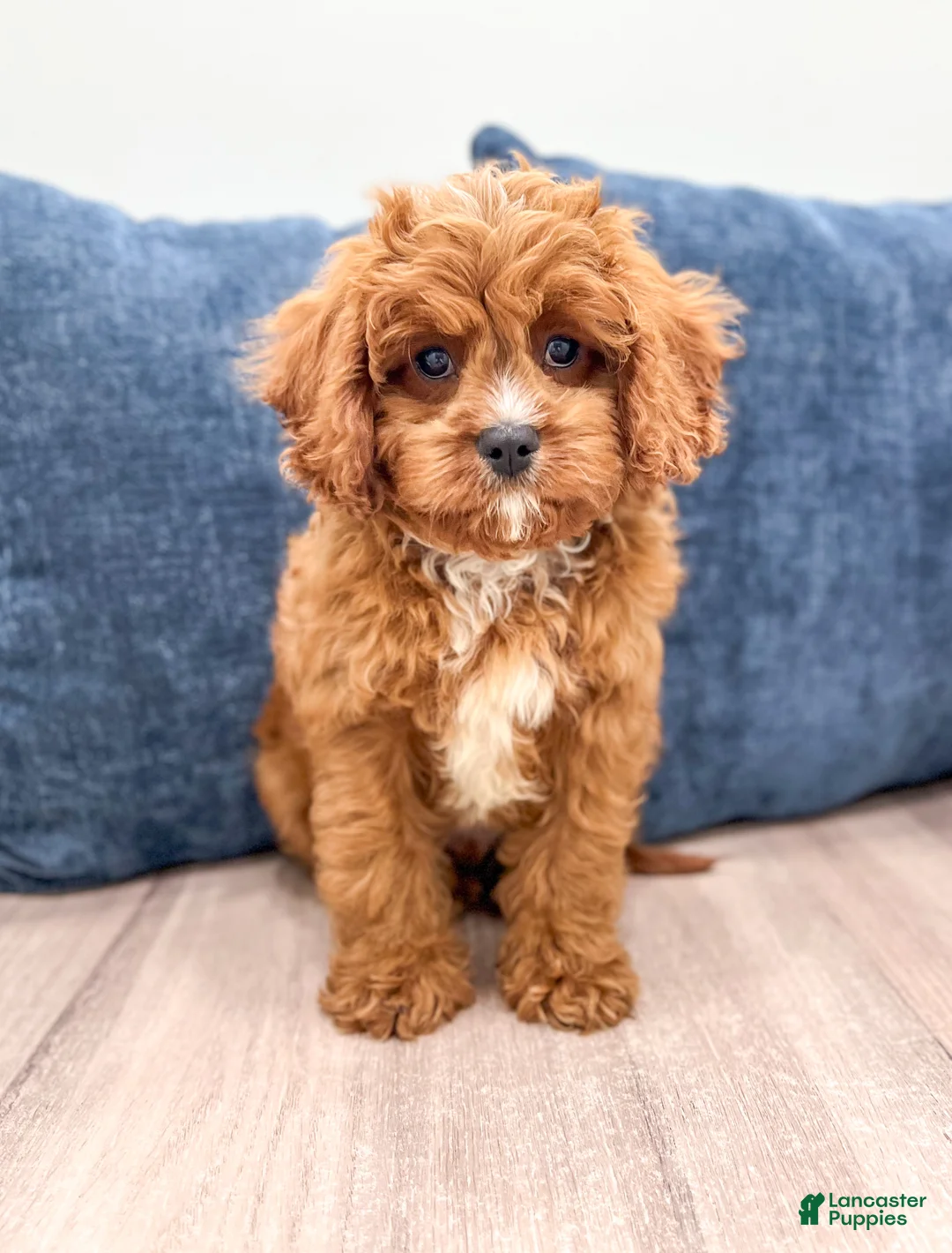 Cavapoo dogs for sale: Arlo - Ad 1