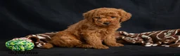 Mini Goldendoodle dogs for sale: Davie - Ad 4