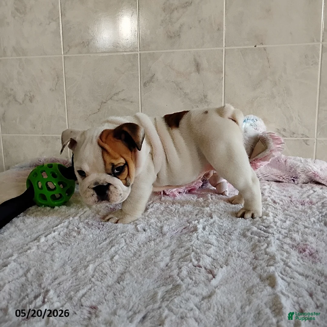English Bulldog dogs for sale: Rory - Ad 11