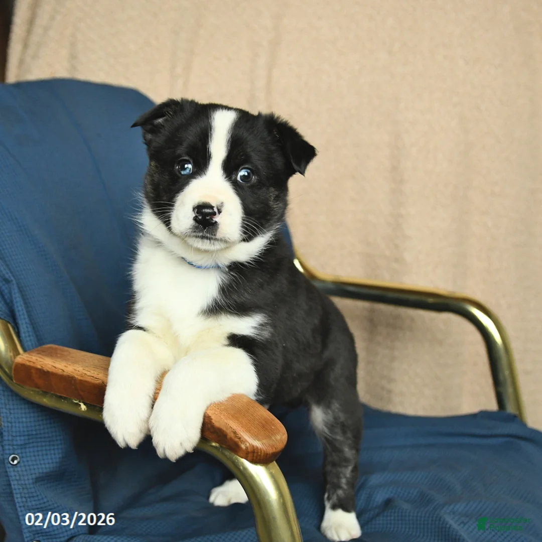 Mixed Breed dogs for sale: Rocky - Ad 2