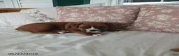 Boxer dogs for sale: Theo - Ad 3