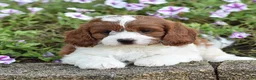 Cavapoo dogs for sale: Dawn - Ad 8