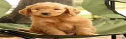 Mini Goldendoodle dogs for sale: Mark - Ad 6