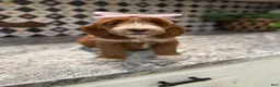 Mini Goldendoodle dogs for sale: Mini Goldendoodle 2 - Ad 4
